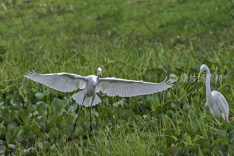 大白鹭(Ardea alba)，也被称为普通白鹭，发现在潘塔纳尔，巴西。飞行。